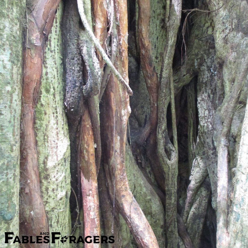 gnarled tree trunk