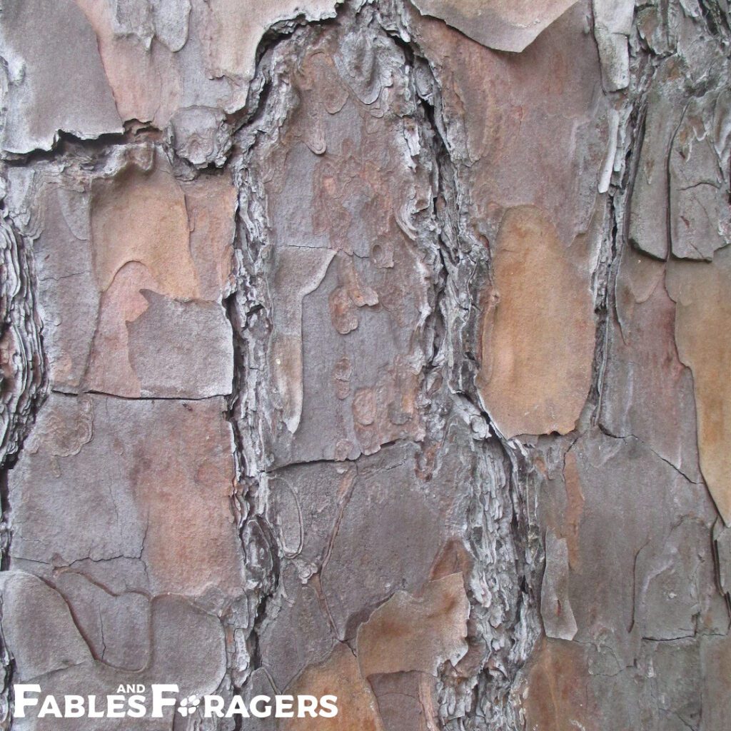 closeup of tree bark