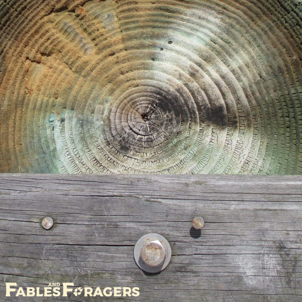 closeup of tree rings in a pylon supporting a pier