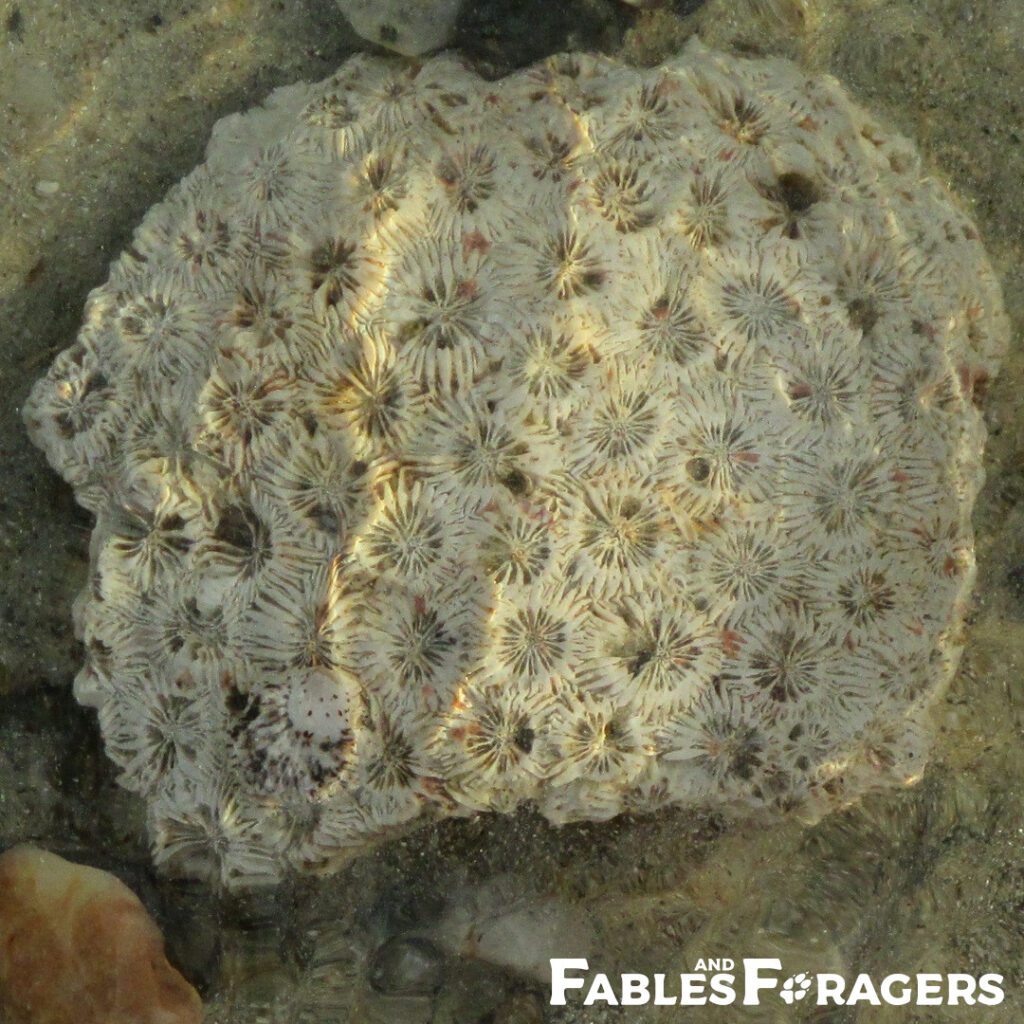 fossil coral under water