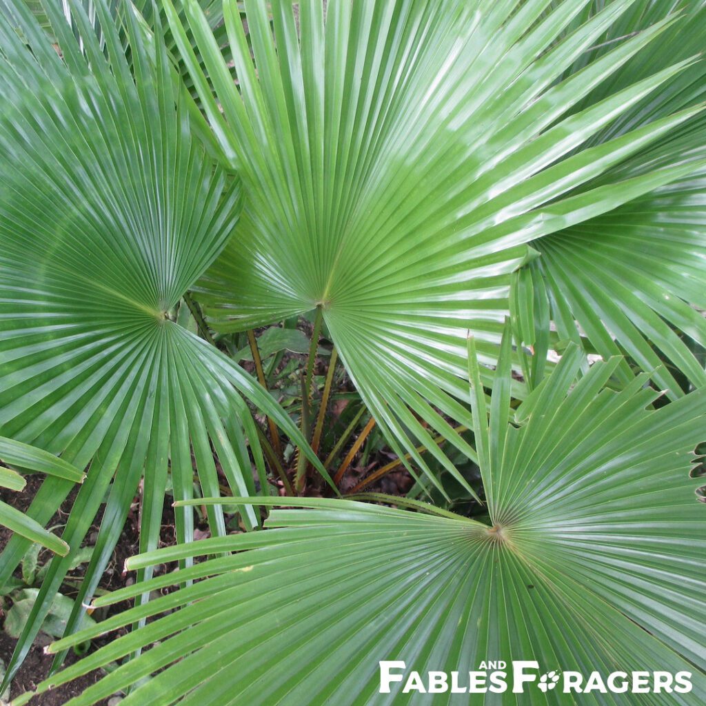 leaves of a fan palm