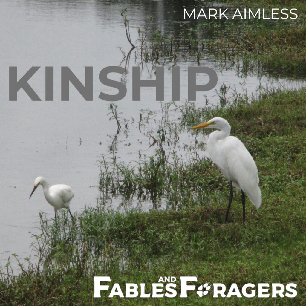 egret parent and child wading along the edge of a marsh