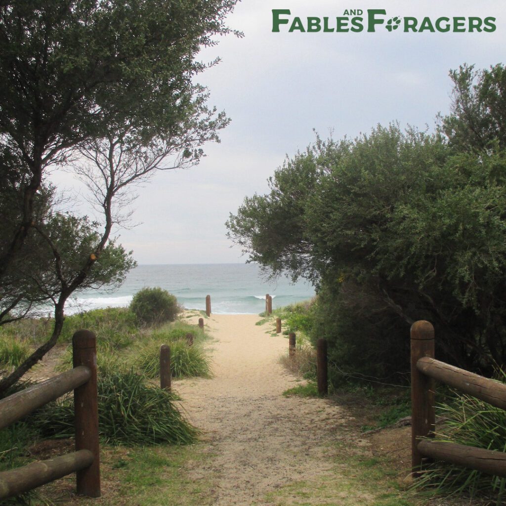 wooden posts marking a dirt pathway between trees onto a beach