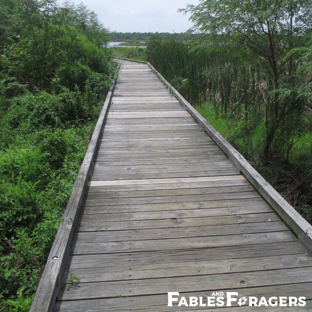 wooden walkway leading into a verdant bayou