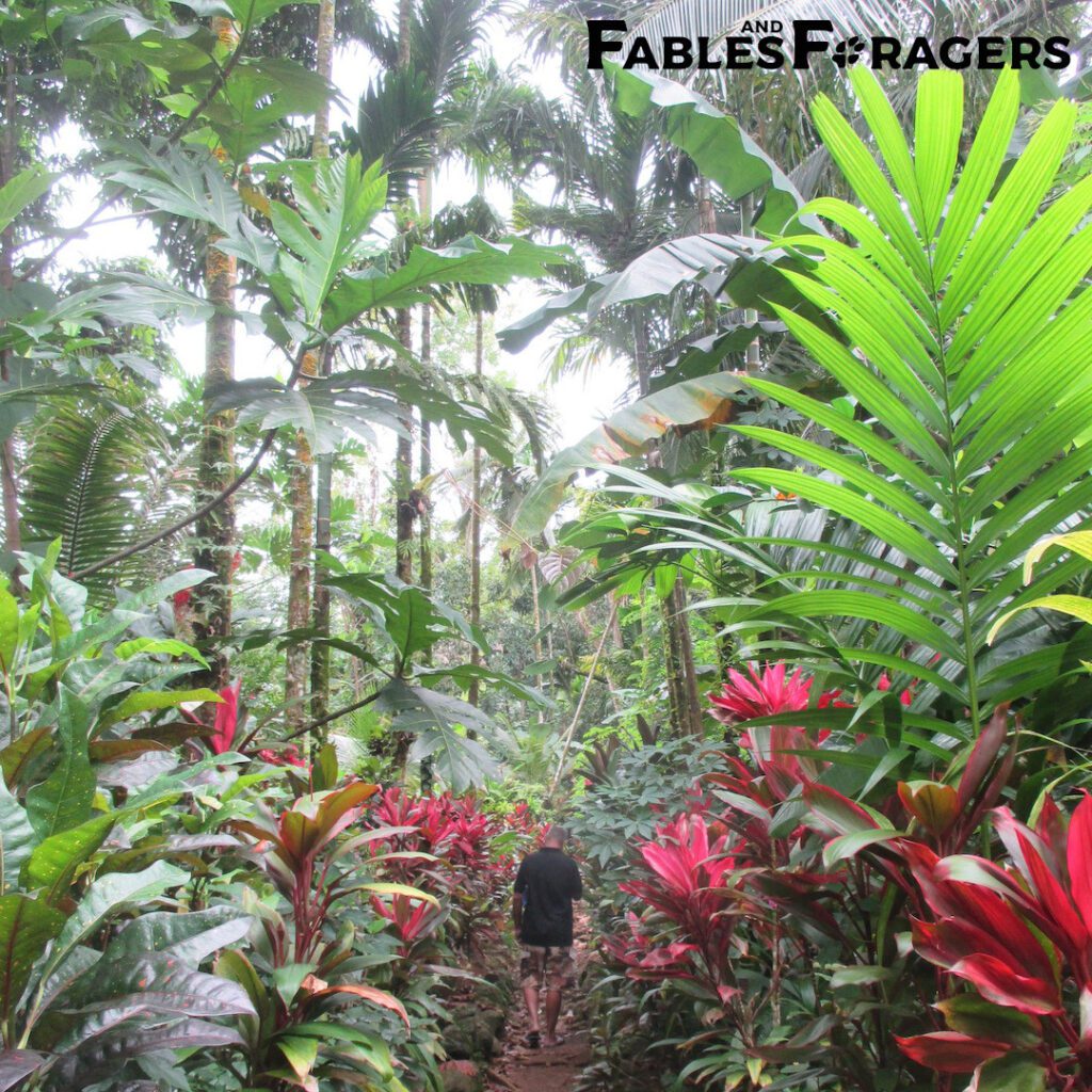 barely visible human walking a narrow path between huge rainforest plants