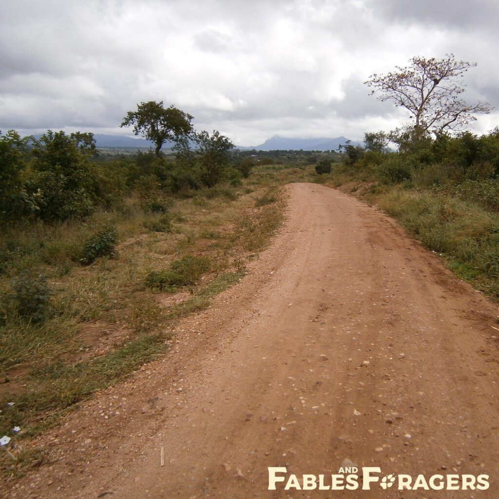 desolate dirt road winding through scrubby savanna under a cloudy sky